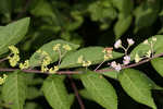 Chinese beautyberry